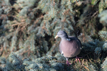 dziki gołąb siedzi na gałęzi drzewa © workszop