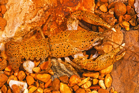 Cambarus maculatus, Freckled crayfish