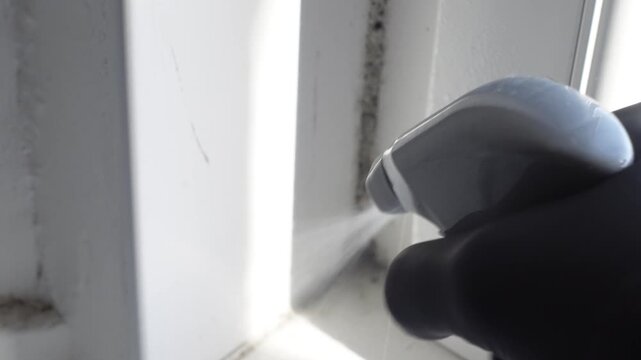 Cleaning mold on window corner with spray. Applying mold spray to black mold on window corner