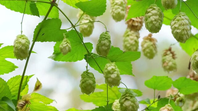 Hops Plant in Forest Natural Brewing Ingredient Concept. Hop Cones Hanging on Vine Fresh Organic Agriculture Scene. Green Hops Close Up Brewing Industry Ingredient Background