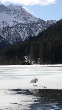 Vertical Mute Swan with Water Reflection and Mountain Landscape. White Bird on Frozen Water in Alpine Nature in Austria.