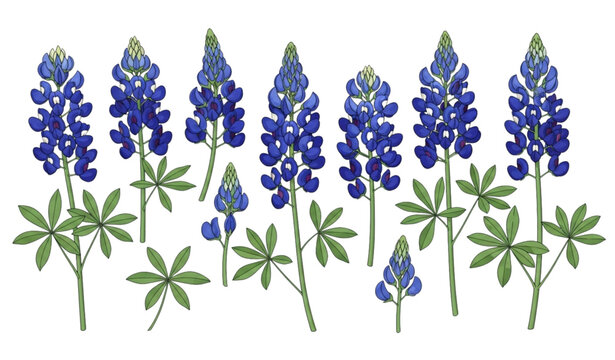 Bluebonnet flower vector set lupine botanical blue wildflower illustration