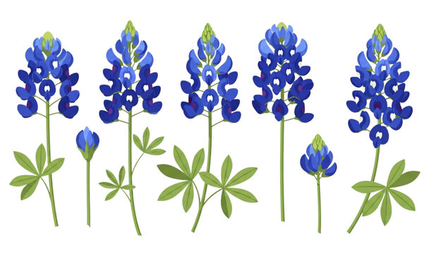 Bluebonnet vector illustration set blue wildflower botanical design
