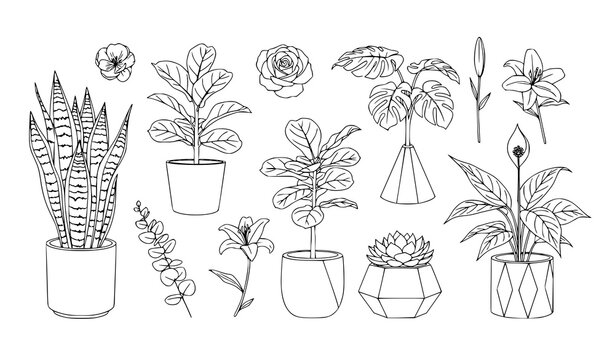 Flowers plants outline vector set interior design potted plant illustration