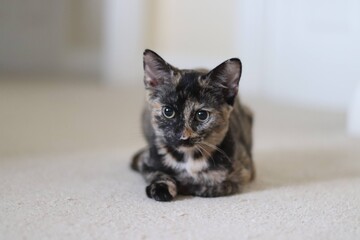 Tortoishell kitten © Rachel