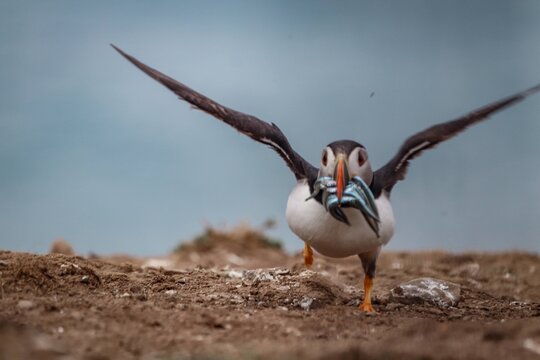 Puffin with fis 