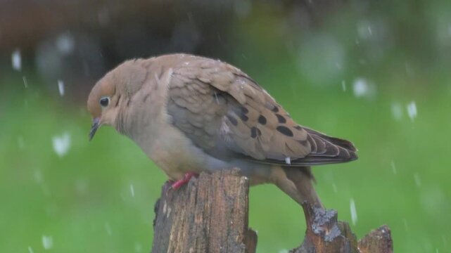 2 doves, a mated pair, sit on a broken stump and weather the Spring Snow that is falling on this late April Day.  Green grass in the field is the backdrop of the doves while it is snowing in Windsor.