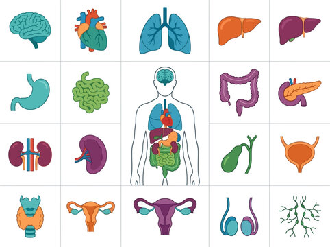 Comprehensive flat vector illustration showcasing essential human internal organs and anatomical systems, ideal for medical and educational content.