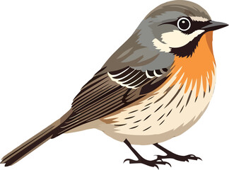 Obraz premium European robin bird vector illustration, colorful songbird with orange breast and grey feathers, realistic avian wildlife graphic for nature design