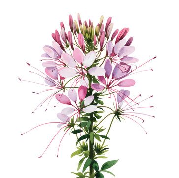Dreamy cleome floral cluster with delicate petals in watercolor harmony.