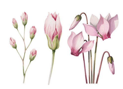 Graceful rosebuds with soft petals and botanical detail in watercolor.