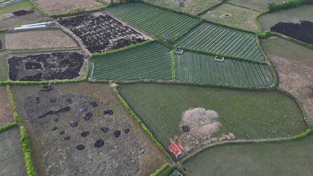 Aerial view of shallot farm fields and rural agricultural landscape in Indonesia.
