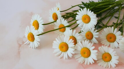 Obraz premium Daisy Delight: A collection of pristine daisies, with radiant white petals and golden centers, gracefully arranged, evoking a sense of purity and natural beauty. 
