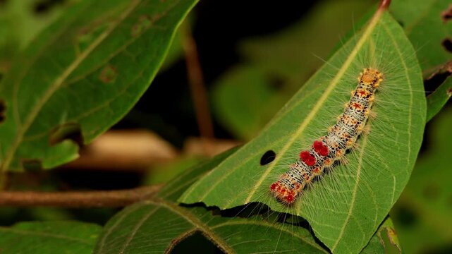 Closeup video of a Himala ochripes moth caterpillar calmly resting on the fresh green leaf of a Litsea monopetala tree during the monsoon season in the natural forests of Himachal Pradesh, India.