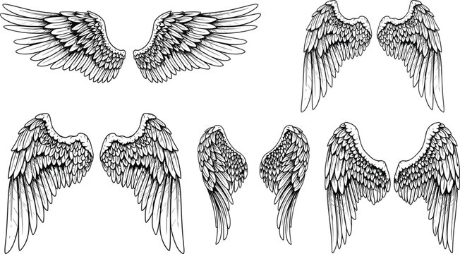 Intricate black and white wing vector illustration featuring detailed feather patterns in bird and angel inspired designs