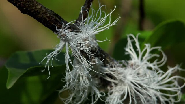 Closeup macro footage of Flatidae planthopper nymphs resting on a plant twig in natural forest habitat during summer season in Himachal Pradesh India.