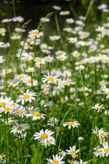 Fototapeta premium daisy flower in spring