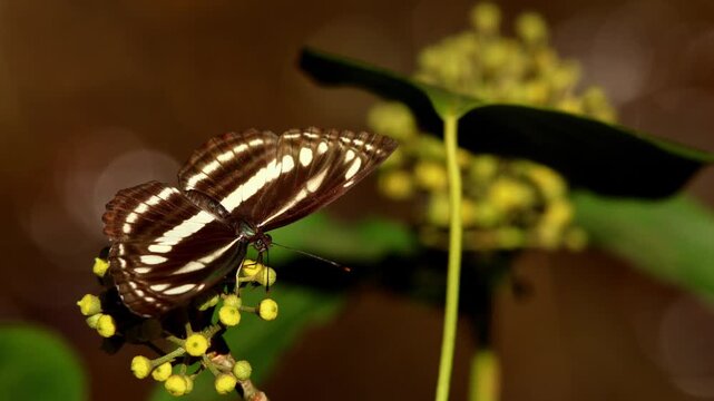 Closeup macro video of a sullied sailer butterfly (neptis clinia) feeding on nectar and pollinating himalayan ivy (hedera nepalensis) flowers in a natural forest habitat during autumn in India.
