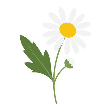 Simple flat Matricaria chamomilla white flower with green leaves