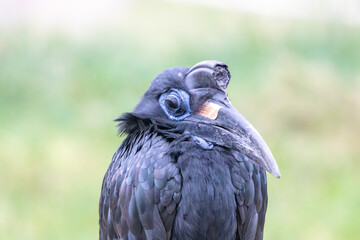 A Abyssinian ground hornbill at a local zoo © Matt
