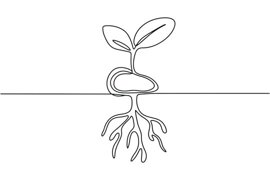 Single line drawing of seedling with cotyledon leaves and roots emerging from seed.