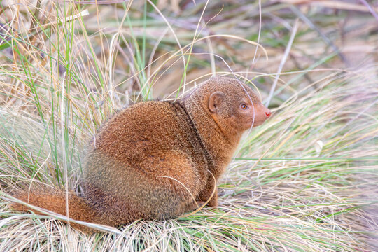 A common dwarf mongoose at a local zoo