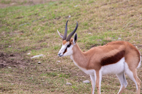 A springbuck at a local zoo