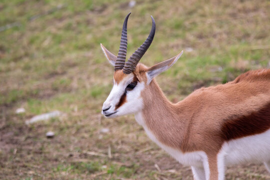 A springbuck at a local zoo