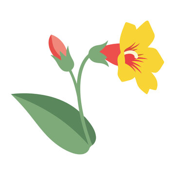 Simple flat Mimulus with one large yellow flower and two buds
