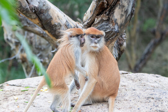 common patas monkey at a local zoo
