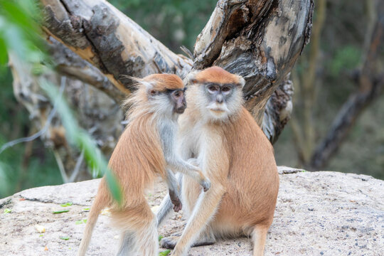 common patas monkey at a local zoo