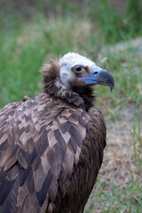 Fototapeta premium A cinereous vulture at a local zoo