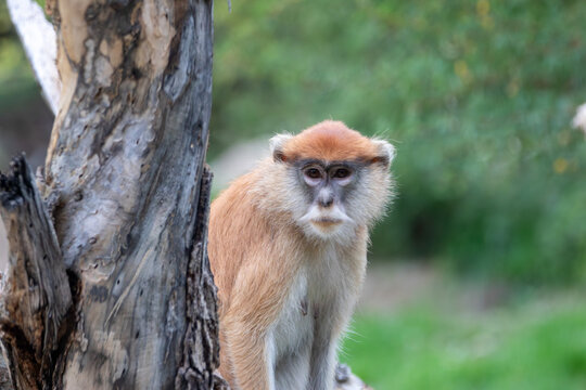 common patas monkey at a local zoo