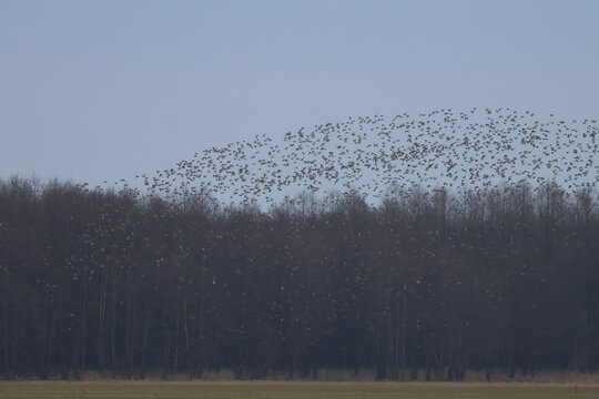 bird flock