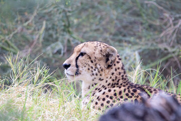 A cheetah at a local zoo © Matt