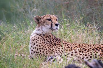 A cheetah at a local zoo © Matt