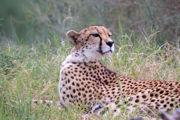 A cheetah at a local zoo © Matt