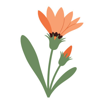 Simple flat Mutisia flower with one large and one small bud