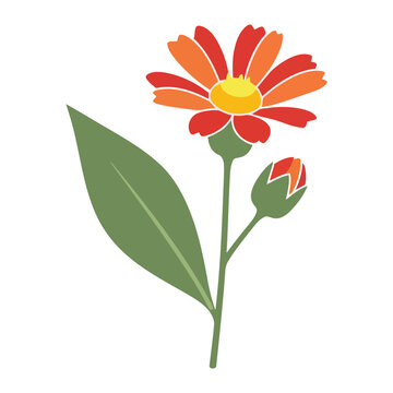 Simple flat Mutisia flower with one leaf and bud