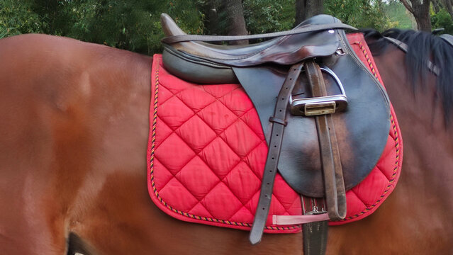 Horse saddle on a brown haired horse with dark background