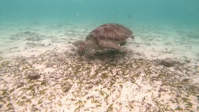 The green sea turtle (Chelonia mydas) with cleane fish is greazing on seagrass. Green sea turtles have a variety of parasites including barnacles, leeches, protozoans, cestodes, and nematodes.
