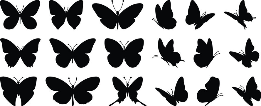 Butter fly