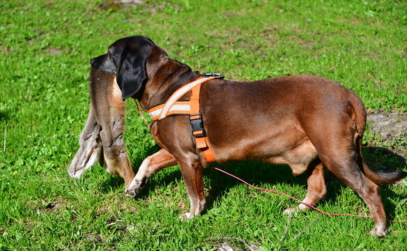 Bayerischer Gebirgsschweisshund