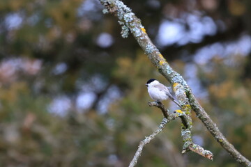 marsh tit © Thomas