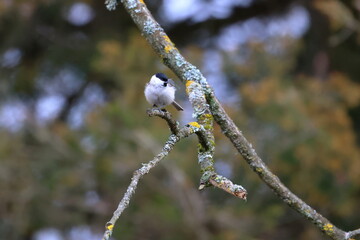 marsh tit © Thomas