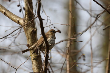 marsh tit © Thomas