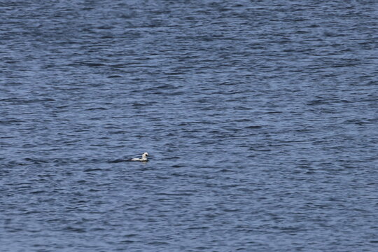 smew