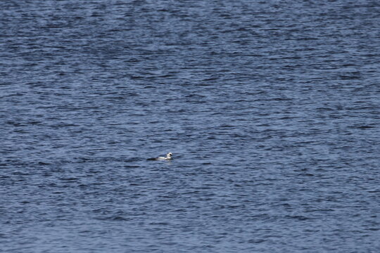 smew