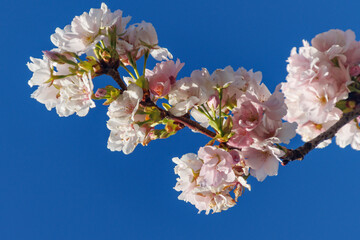 Der Frühling in Westfalen © Stephan Sühling