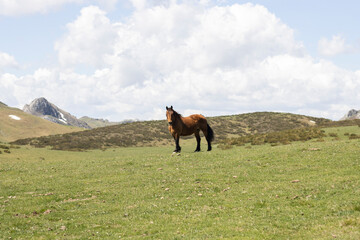 Naklejka premium horse in the mountains of port Pinos, leon